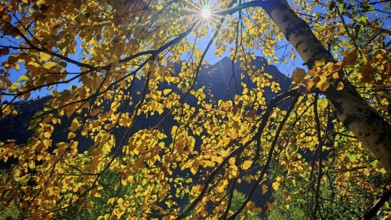 The sun shines through golden autumn leaves in front of a mountain panorama, Stepantsminda, Georgia