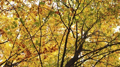 View through the treetops in warm autumn colors, Franconian Forest nature park Park