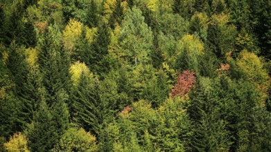 Dense forest with various shades of green and some autumn colors, Stepantsminda, Georgia