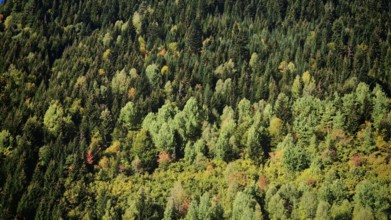 A thick forest with different shades of green trees, Stepantsminda, Georgia