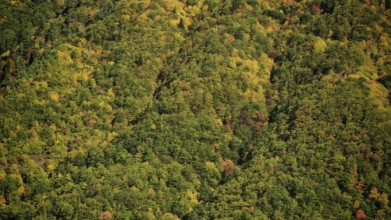 A view of a dense forest in rich autumn colors, Stepantsminda, Georgia