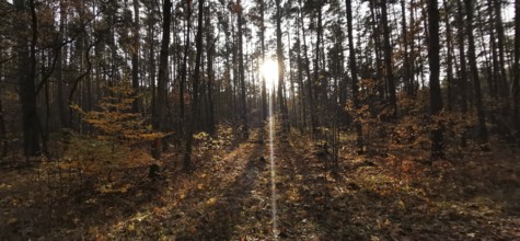Bright sunlight falls through trees in a thick autumn forest, Potsdam, Germany