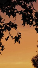 Silhouette of leaves against an orange sky at sunset, Berlin