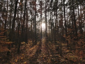 Sunlight breaks through trees in an autumn forest, Potsdam, Germany