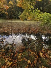 Colourful autumn leaves are reflected in the calm water of a forest fan, Frankenwald nature park