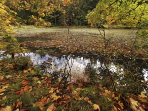 Pond with floating autumn leaves and trees reflecting in the water, Frankenwald nature park Park,
