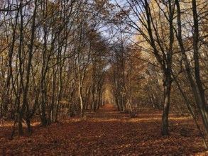 A long forest trail is covered by autumn leaves and lined with trees, Frankenwald nature park Park,