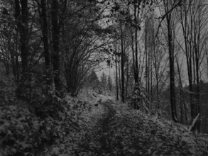 Snowy forest trail in a black and white scene with bare trees, Frankenwald nature park Park,