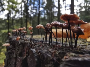 Close-up of mushrooms growing on a mossy tree stump, funny scene, Frankenwald nature park Park,