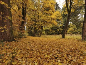 Autumn landscape with golden leaves covering the forest path, Upper Franconia, Franconian Forest