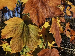 Detailed view of colorful autumn leaves in bright colors, Frankenwald nature park Park, Germany