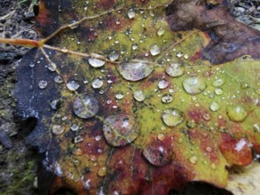 Autumn leaf covered with clear drops of water, showing many colors, Frankenwald nature park Park,