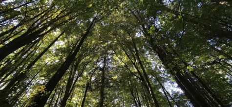 Looking up into a dense forest with green treetops, Frankenwald nature park Park, Germany