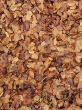 Heap of dried autumn leaves in various shades of brown as soil cover, Frankenwald nature park Park,