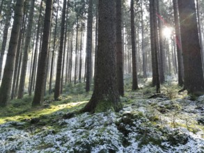 Winter forest with tall trees and sunlight shining through the branches, Frankenwald nature park