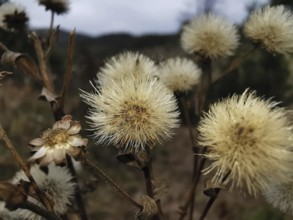 Close-up of dry plant fluff asters (asteraceae) in autumn, with blurred background, Franconian