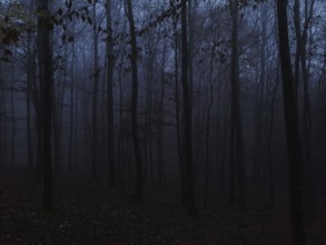 A thick, foggy forest at dusk that has a mystical and quiet atmosphere, Franconian Forest nature