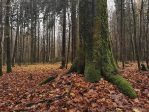 Moss-covered tree trunk in an autumnal forest full of leaves, Frankenwald nature park Park, Germany