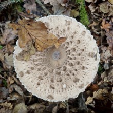 Close-up of a Parasol mushroom (Macrolepiota procera) with autumn leaves in the forest, Rennsteig,