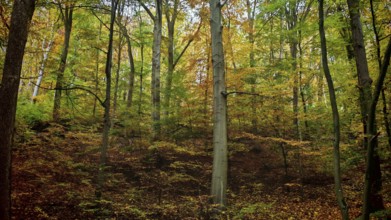 Forest with colorful autumn leaves, thick trees and a natural floor covering of leaves that create