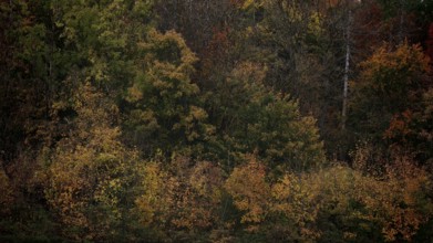 Dense tree landscape in autumn with a mix of brown and green tones that form a harmonious natural