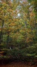 Lively forest in autumn, rich in colorful leaves and various shades of autumn. A dynamic and