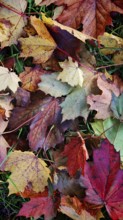Colourful carpet of autumn leaves in various shades of red on a green background