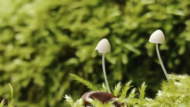 Two small mushrooms stick out of a lush green moss landscape in natural surroundings