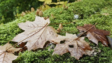 Autumn leaves and small mushrooms on moss-covered forest soil in natural surroundings