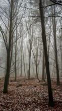 Foggy forest covered with quiet autumn leaves, Franconian Forest nature park Park