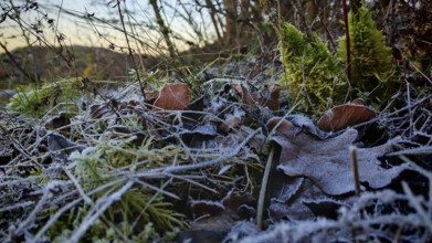 Frozen leaves and moss in frosty morning light, Frankenwald nature park Park