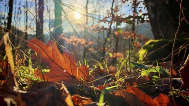 Sunbeams illuminate the autumn forest floor with leaves, Franconian Forest nature park Park