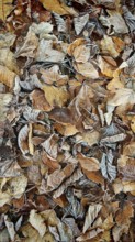 Frozen autumn leaves in various shades of brown, Frankenwald nature park Park