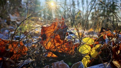 Sunlight hits frozen soil with dry leaves and complex branches, Franconian Forest nature park Park