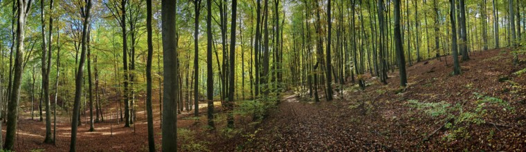 Green forest with tall trees and sunlight falling through the canopy creates a peaceful environment