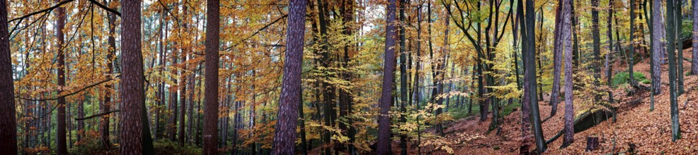 Autumn forest with bright orange leaves and tall trees offers a peaceful and natural atmosphere