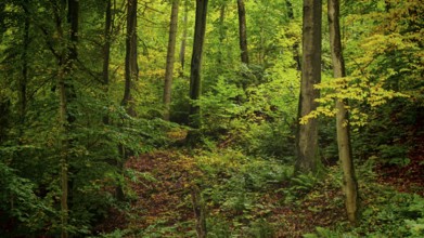 A dense green forest with tall trees and shade forms a calming natural backdrop, Fichtelgebirge,