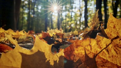 Sun rays illuminate autumn leaves on the forest floor, creating a warm and golden atmosphere in the