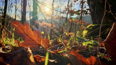 Sunbeams illuminate the autumnal forest floor with red-orange leaves, Franconian Forest nature park