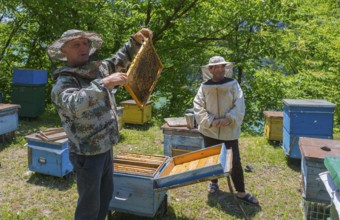 Two beekeepers in protective clothing work in a wooded area, beekeepers, Mingrelia region and Upper