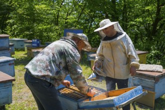 Beekeepers in protective suit with smoking equipment inspect beehives, beekeepers, Mingrelia region