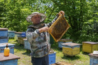 Man wearing camouflage clothes showing beehive frames in apiary, beekeeper, Mingrelia region and
