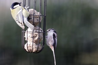 Long-tailed tit (Aegithalos caudatus), great tit, tit dumpling, hunger, bird feeding, winter,