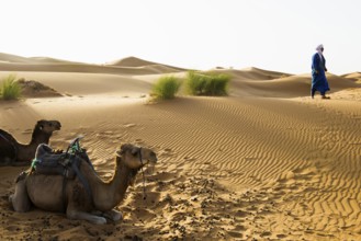 Sand dunes and dromedary, sunrise, near Merzouga, Meknès-Tafilalet region, Erg Chebbi, northern