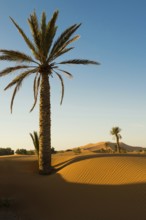 Sand dunes, sunrise, near Merzouga, Meknès-Tafilalet region, Erg Chebbi, northern Sahara, Morocco