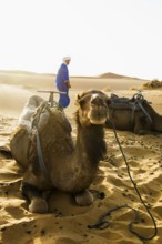 Berbers and dromedaries in the sand dunes, near Merzouga, Meknès-Tafilalet region, Erg Chebbi,