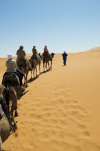 Tourists on dromedaries in the desert, near Merzouga, Meknès-Tafilalet region, Erg Chebbi, northern