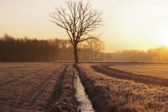 Daybreak, golden hour, frozen, tree, stream, lighting atmosphere, peace, North Rhine-Westphalia,