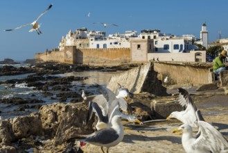 Fishermen and seagulls on the promenade, Essaouira, UNESCO World Heritage Site, Atlantic coast,
