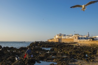 Essaouira, sunset, UNESCO World Heritage Site, Atlantic coast, Morocco